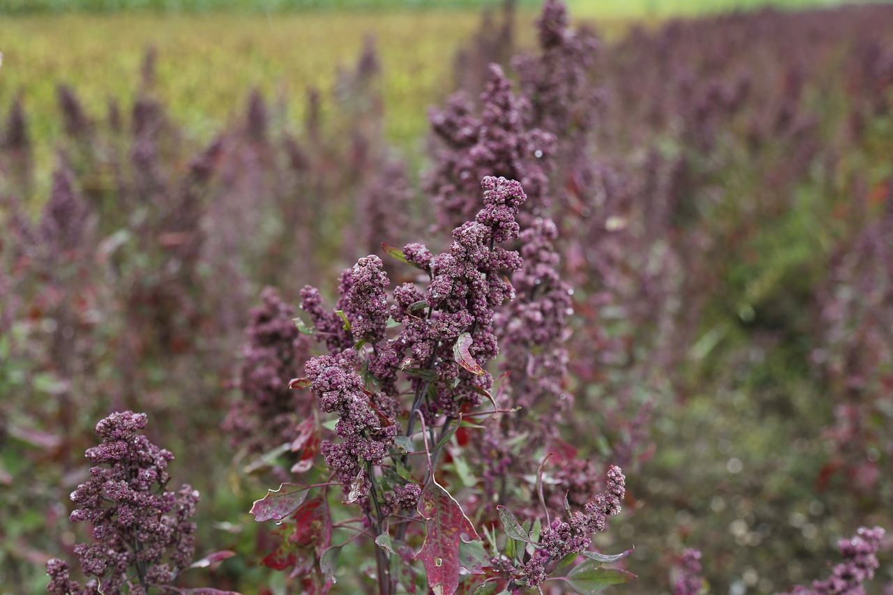 IMG Proquinoa 552